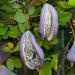 Seme žbunastih vrsta: Akebia trifoliate (seme) Cokoladna puzavica voce, slika3